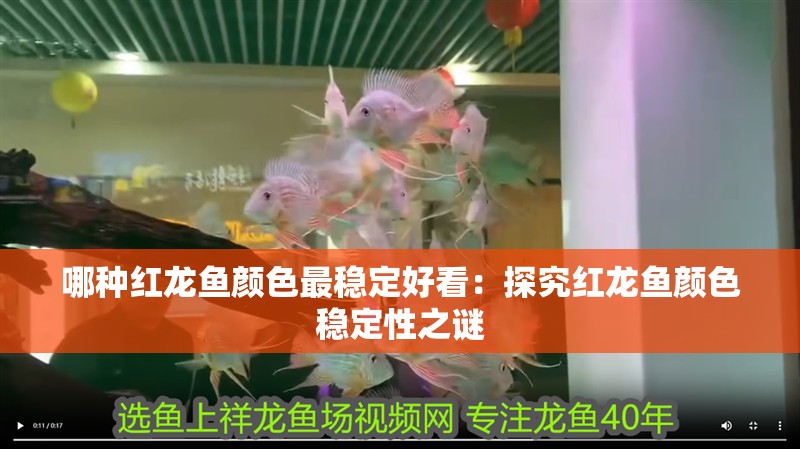 哪種紅龍魚顏色最穩(wěn)定好看：探究紅龍魚顏色穩(wěn)定性之謎