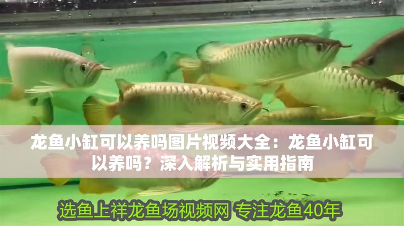 龍魚小缸可以養嗎圖片視頻大全：龍魚小缸可以養嗎？深入解析與實用指南