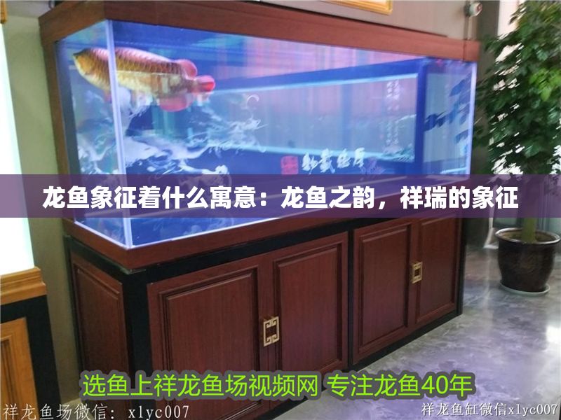 紅色觀賞魚品種（紅色觀賞魚品種：紅色觀賞魚品種：紅色觀賞魚品種）