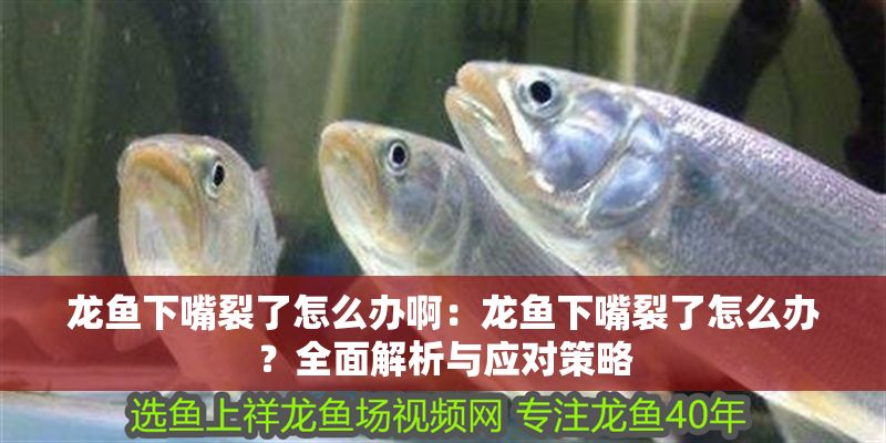 龍魚下嘴裂了怎么辦啊:龍魚下嘴裂了怎么辦?全面解析與應對策略 龍魚百科 第1張 龍魚下嘴裂了怎么辦啊:龍魚下嘴裂了怎么辦?全面解析與應對策略 龍魚下嘴裂了怎么辦啊:龍魚下嘴裂了怎么辦?全面解析與應對策略 龍魚百科 第1張