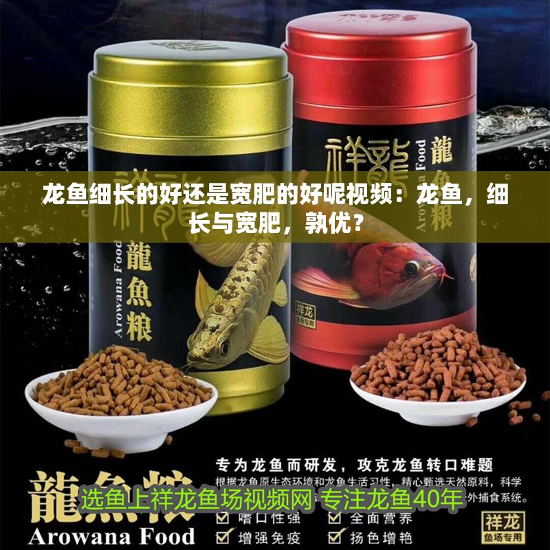 龍魚細(xì)長的好還是寬肥的好呢視頻：龍魚，細(xì)長與寬肥，孰優(yōu)？