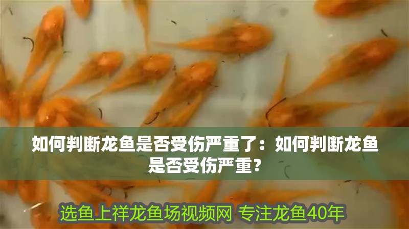 如何判斷龍魚是否受傷嚴重了：如何判斷龍魚是否受傷嚴重？