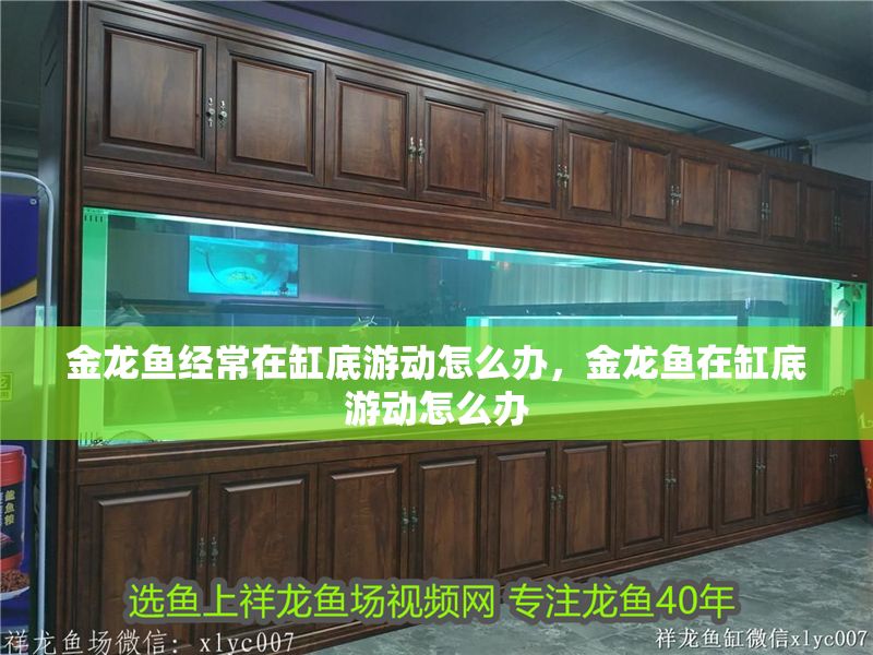金龍魚經常在缸底游動怎么辦,金龍魚在缸底游動怎么辦 龍魚百科 第2張 金龍魚經常在缸底游動怎么辦,金龍魚在缸底游動怎么辦 金龍魚經常在缸底游動怎么辦,金龍魚在缸底游動怎么辦 龍魚百科 第2張