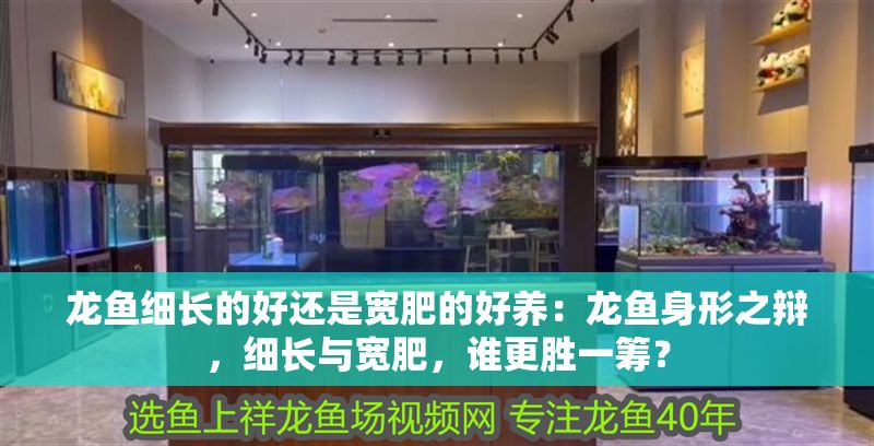 龍魚細長的好還是寬肥的好養(yǎng)：龍魚身形之辯，細長與寬肥，誰更勝一籌？