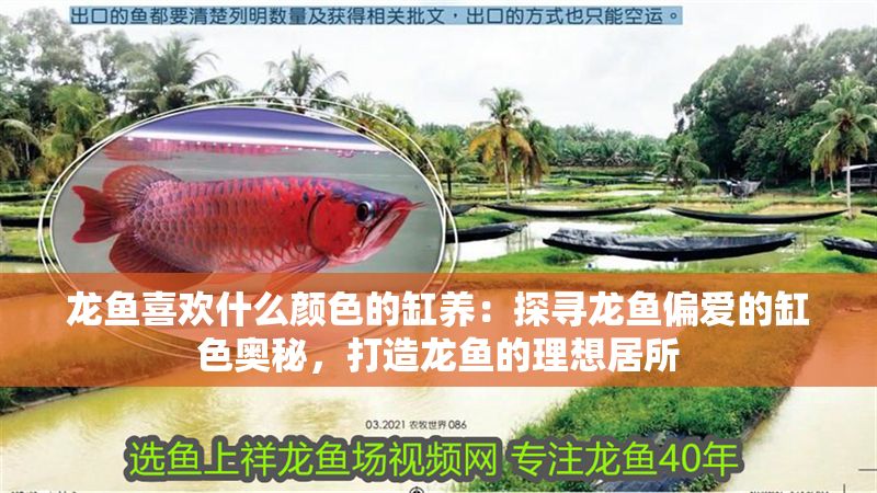 龍魚喜歡什么顏色的缸養：探尋龍魚偏愛的缸色奧秘，打造龍魚的理想居所