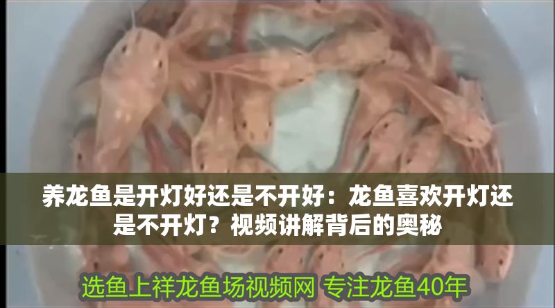 養(yǎng)龍魚是開燈好還是不開好：龍魚喜歡開燈還是不開燈？視頻講解背后的奧秘
