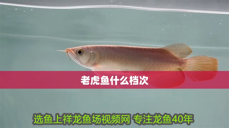 老虎魚什么檔次 老虎魚什么檔次 龍魚百科