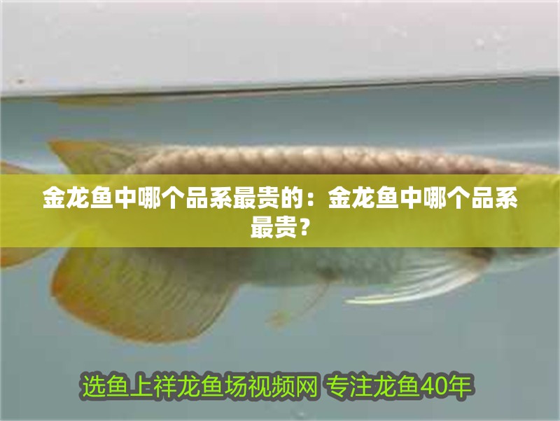 金龍魚中哪個品系最貴的：金龍魚中哪個品系最貴？