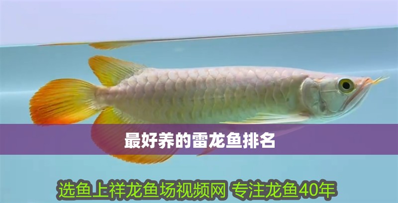 最好養的雷龍魚排名