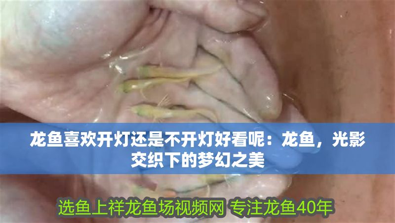 龍魚喜歡開燈還是不開燈好看呢：龍魚，光影交織下的夢幻之美