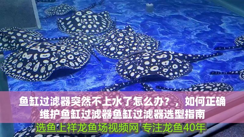 魚缸過濾器突然不上水了怎么辦?,如何正確維護魚缸過濾器魚缸過濾器選型指南 龍魚百科 第2張 魚缸過濾器突然不上水了怎么辦?,如何正確維護魚缸過濾器魚缸過濾器選型指南 魚缸過濾器突然不上水了怎么辦?,如何正確維護魚缸過濾器魚缸過濾器選型指南 龍魚百科 第2張