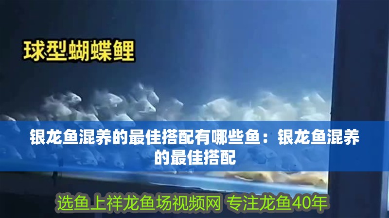 魚缸過濾器選購指南:自制魚缸過濾器魚缸上置過濾器對于養魚愛好者的必備知識 銀龍魚混養的最佳搭配有哪些魚:銀龍魚混養的最佳搭配 水族問答 銀龍魚混養的最佳搭配有哪些魚:銀龍魚混養的最佳搭配 銀龍魚混養的最佳搭配有哪些魚:銀龍魚混養的最佳搭配 水族問答