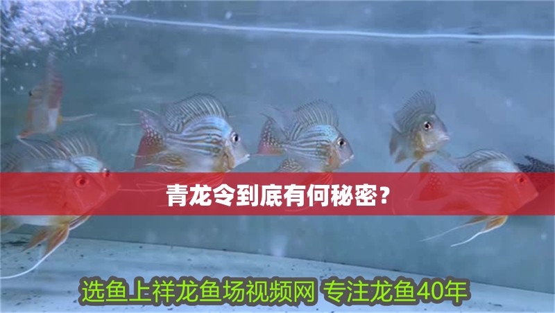 青龍令到底有何秘密？