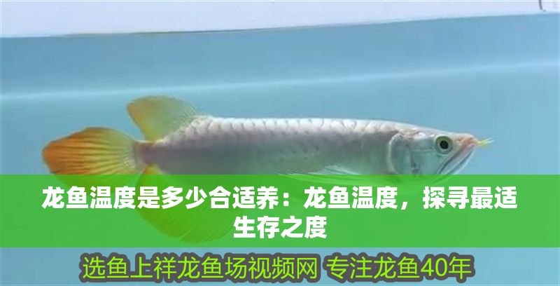 龍魚溫度是多少合適養(yǎng)：龍魚溫度，探尋最適生存之度