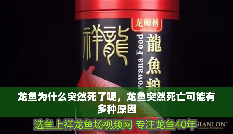 龍魚為什么突然死了呢，龍魚突然死亡可能有多種原因
