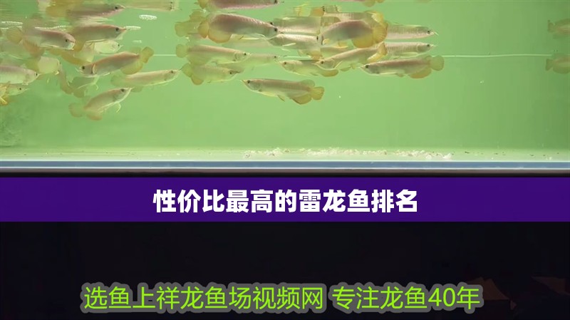 性價(jià)比最高的雷龍魚排名