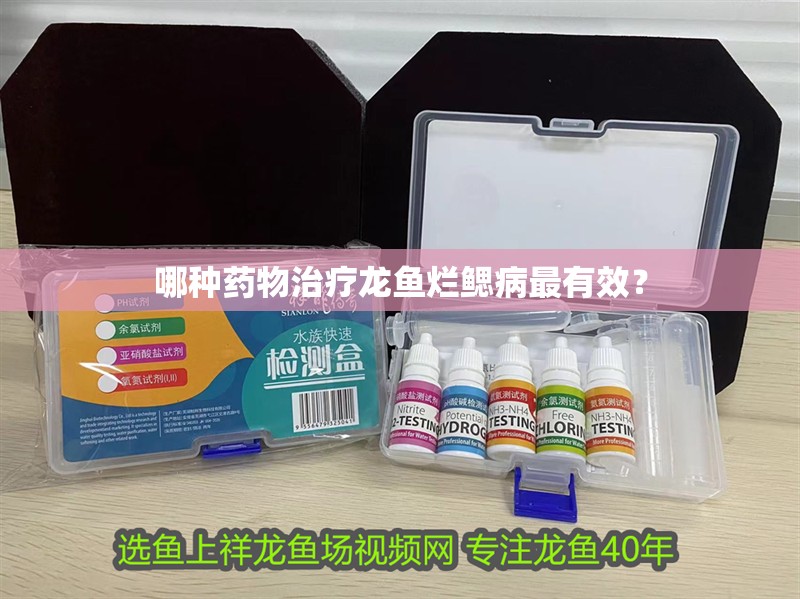 哪種藥物治療龍魚爛鰓病最有效？