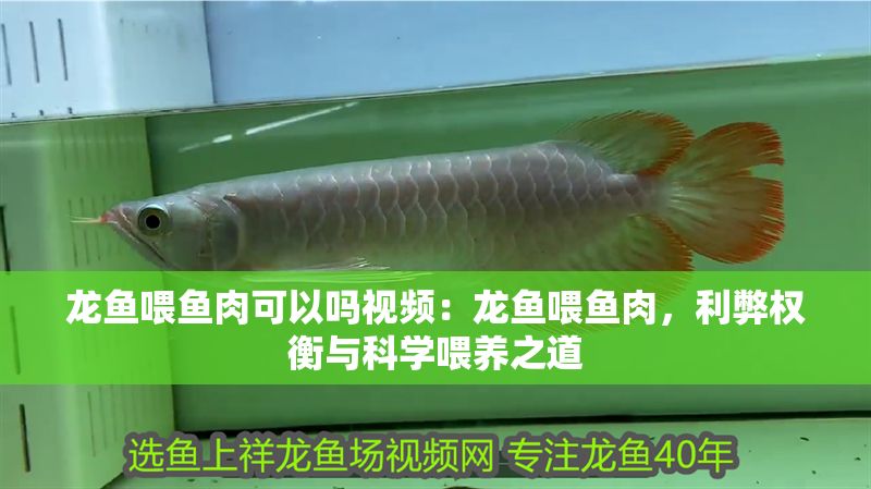 龍魚喂魚肉可以嗎視頻：龍魚喂魚肉，利弊權(quán)衡與科學喂養(yǎng)之道