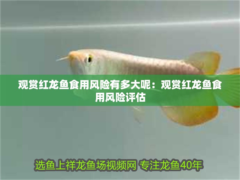 觀賞紅龍魚食用風險有多大呢：觀賞紅龍魚食用風險評估