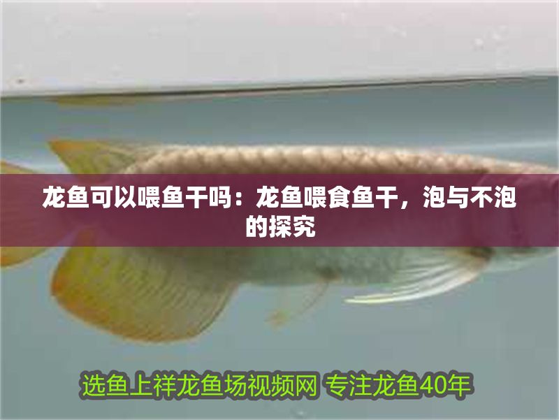龍魚可以喂魚干嗎：龍魚喂食魚干，泡與不泡的探究