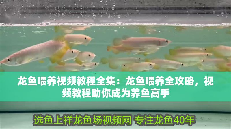 龍魚喂養(yǎng)視頻教程全集：龍魚喂養(yǎng)全攻略，視頻教程助你成為養(yǎng)魚高手