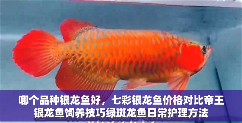 哪個品種銀龍魚好,七彩銀龍魚價格對比帝王銀龍魚飼養技巧綠斑龍魚日常護理方法 龍魚百科 第2張 哪個品種銀龍魚好,七彩銀龍魚價格對比帝王銀龍魚飼養技巧綠斑龍魚日常護理方法 哪個品種銀龍魚好,七彩銀龍魚價格對比帝王銀龍魚飼養技巧綠斑龍魚日常護理方法 龍魚百科 第2張