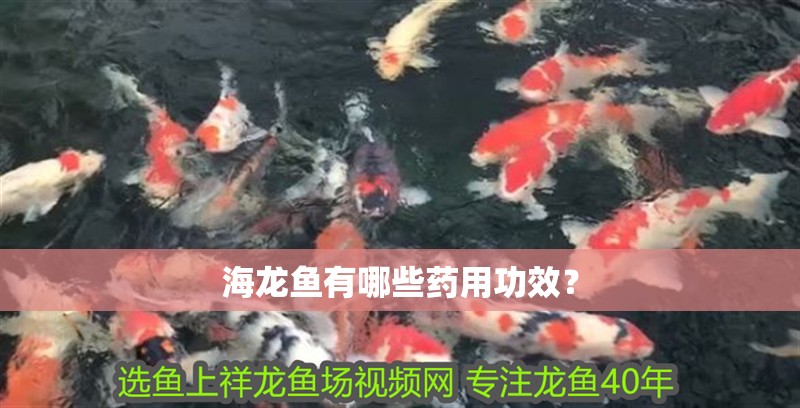海龍魚有哪些藥用功效？
