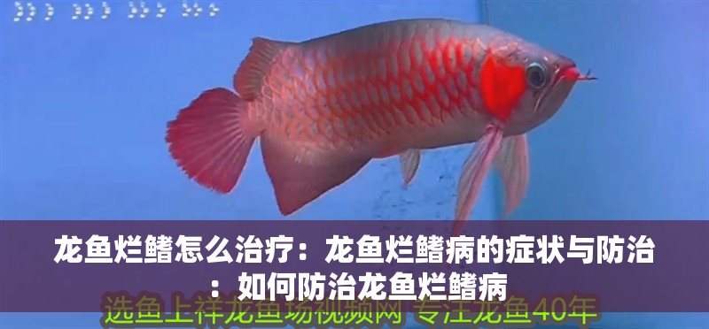 龍魚爛鰭怎么治療：龍魚爛鰭病的癥狀與防治：如何防治龍魚爛鰭病