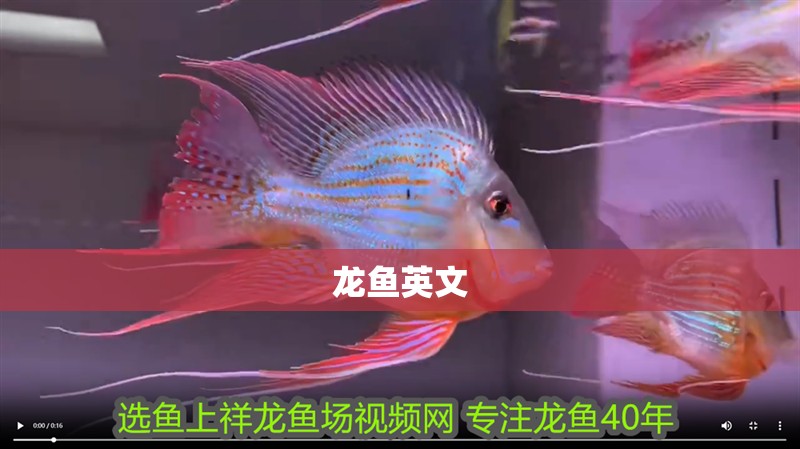 龍魚英文 龍魚英文 龍魚百科