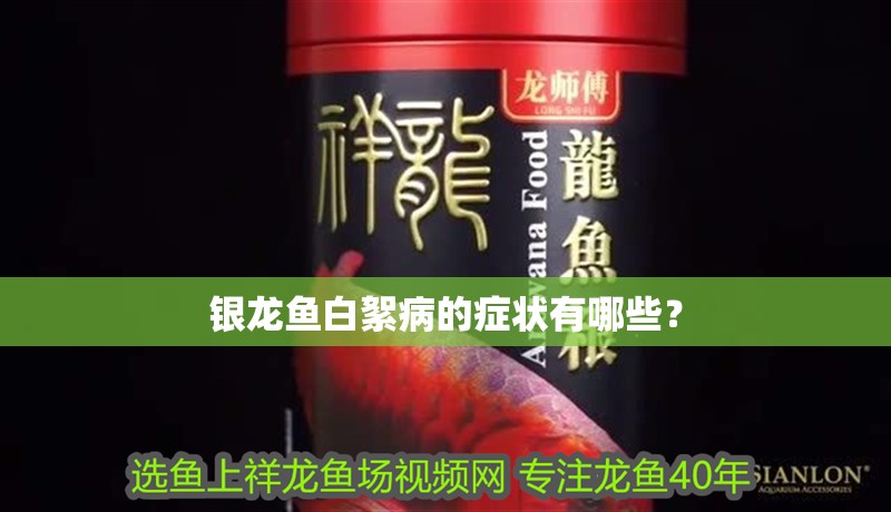 銀龍魚白絮病的癥狀有哪些？