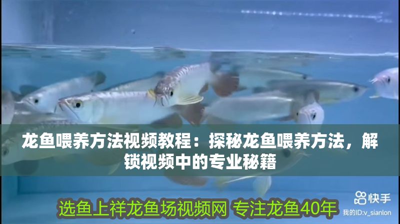 龍魚喂養方法視頻教程：探秘龍魚喂養方法，解鎖視頻中的專業秘籍