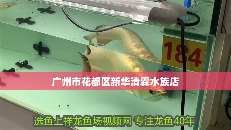 廣州市花都區(qū)新華清霖水族店