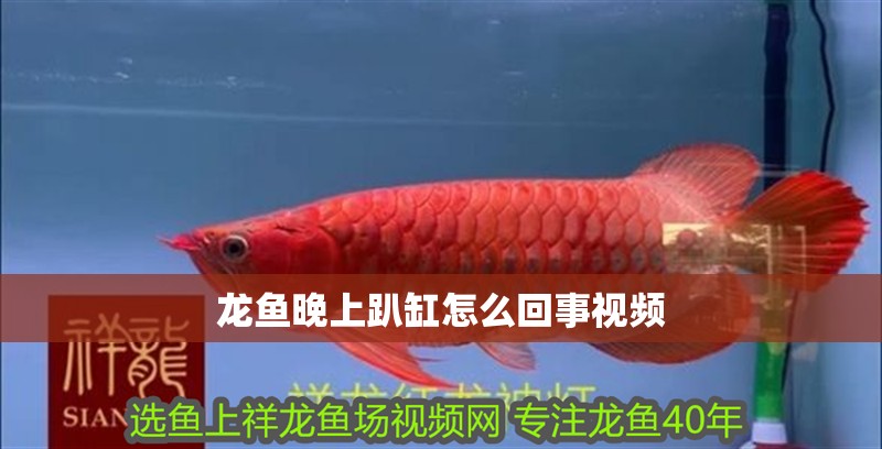 龍魚晚上趴缸怎么回事視頻