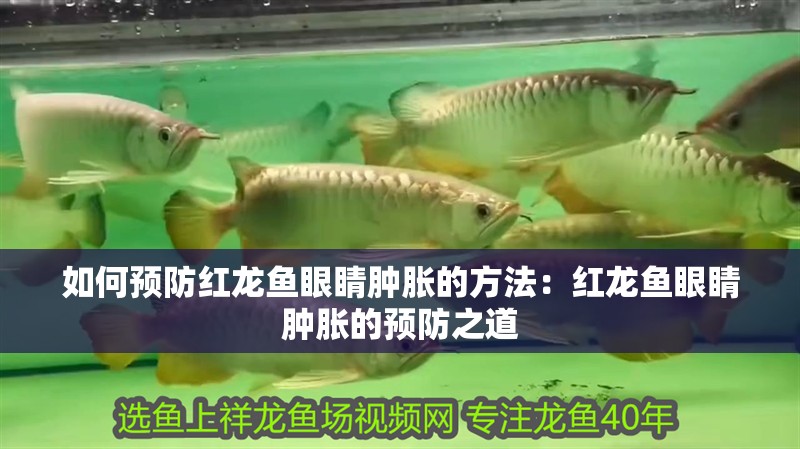 如何預防紅龍魚眼睛腫脹的方法：紅龍魚眼睛腫脹的預防之道