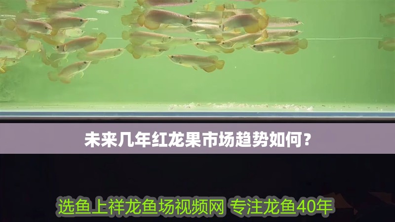 未來(lái)幾年紅龍果市場(chǎng)趨勢(shì)如何？