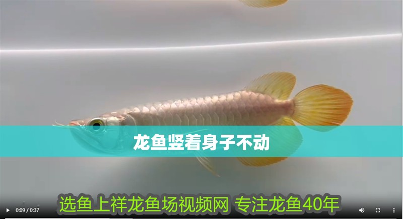 鸚鵡魚和銀龍魚混養怎樣喂食 龍魚豎著身子不動 龍魚百科 龍魚豎著身子不動 龍魚豎著身子不動 龍魚百科