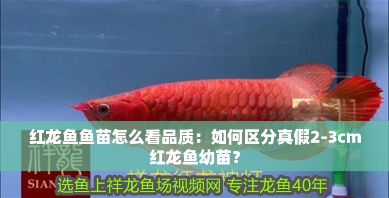 紅龍魚魚苗怎么看品質：如何區分真假2-3cm紅龍魚幼苗？