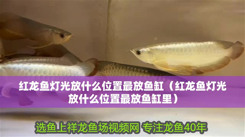 紅龍魚燈光放什么位置最放魚缸（紅龍魚燈光放什么位置最放魚缸里）