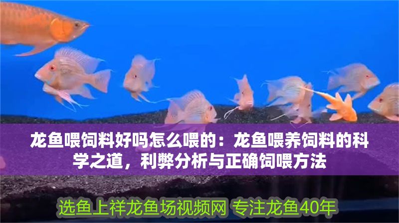 龍魚喂飼料好嗎怎么喂的：龍魚喂養(yǎng)飼料的科學之道，利弊分析與正確飼喂方法