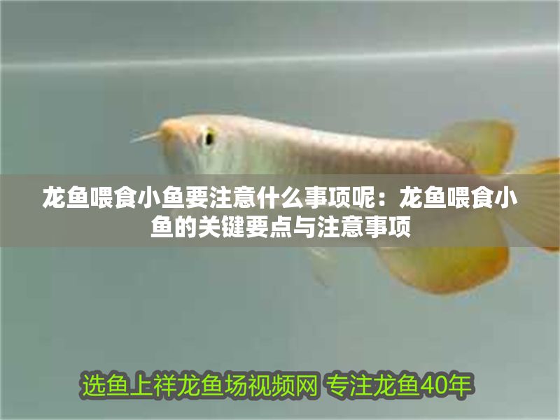 龍魚喂食小魚要注意什么事項呢：龍魚喂食小魚的關鍵要點與注意事項 龍魚喂食小魚要注意什么事項呢：龍魚喂食小魚的關鍵要點與注意事項 龍魚百科 第1張