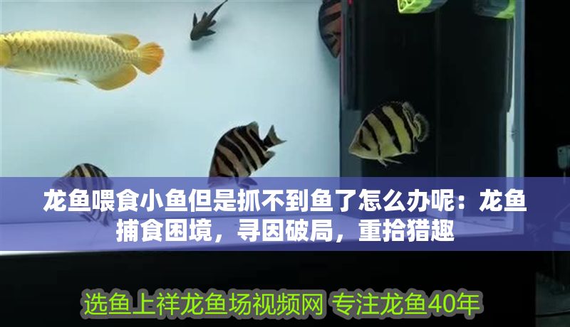 龍魚喂食小魚但是抓不到魚了怎么辦呢：龍魚捕食困境，尋因破局，重拾獵趣