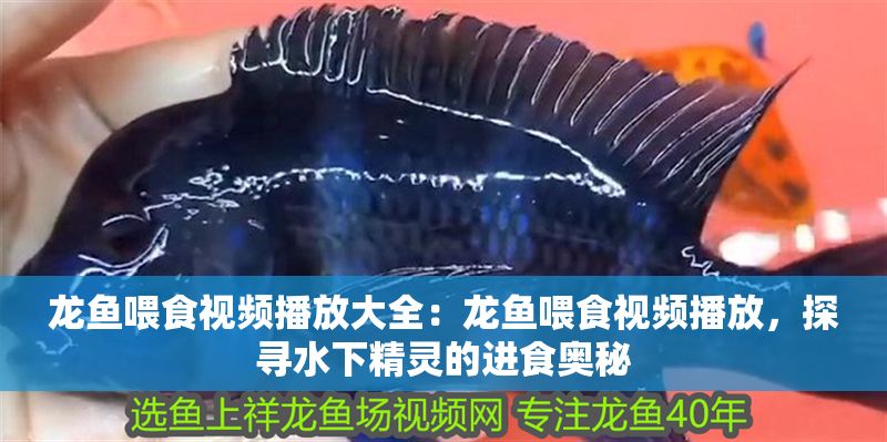 龍魚喂食視頻播放大全：龍魚喂食視頻播放，探尋水下精靈的進食奧秘