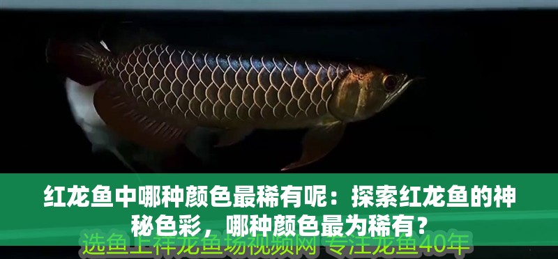 紅龍魚中哪種顏色最稀有呢：探索紅龍魚的神秘色彩，哪種顏色最為稀有？