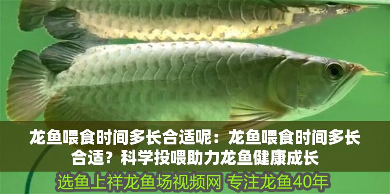 龍魚喂食時間多長合適呢：龍魚喂食時間多長合適？科學投喂助力龍魚健康成長