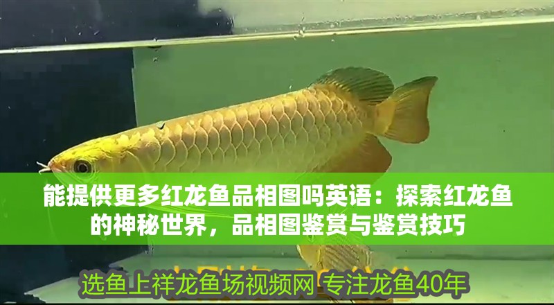 能提供更多紅龍魚品相圖嗎英語：探索紅龍魚的神秘世界，品相圖鑒賞與鑒賞技巧