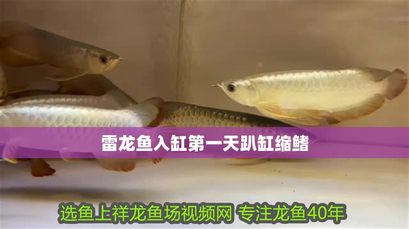 雷龍魚入缸第一天趴缸縮鰭 雷龍魚入缸第一天趴缸縮鰭 龍魚百科
