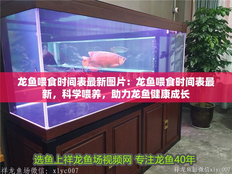龍魚喂食時間表最新圖片：龍魚喂食時間表最新，科學(xué)喂養(yǎng)，助力龍魚健康成長