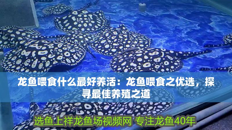 龍魚喂食什么最好養活：龍魚喂食之優選，探尋最佳養殖之道