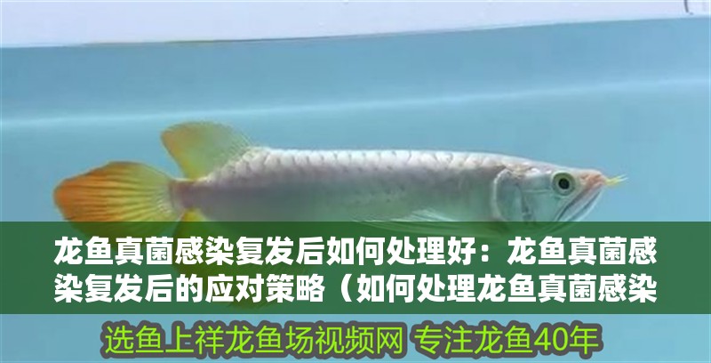 龍魚真菌感染復(fù)發(fā)后如何處理好：龍魚真菌感染復(fù)發(fā)后的應(yīng)對(duì)策略（如何處理龍魚真菌感染復(fù)發(fā)）