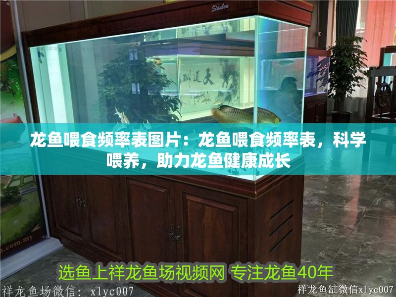 龍魚喂食頻率表圖片：龍魚喂食頻率表，科學(xué)喂養(yǎng)，助力龍魚健康成長